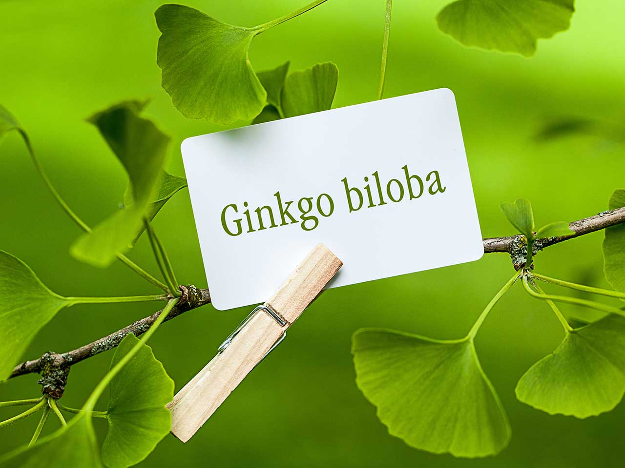 Ginko Biloba Bitkisi Yaprağı