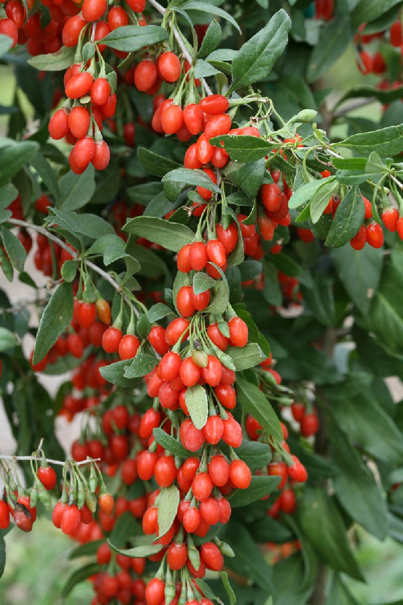 Goji Berry - Kurt Üzümü